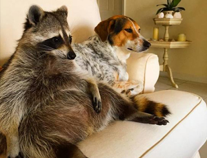 网络手机号在线发送